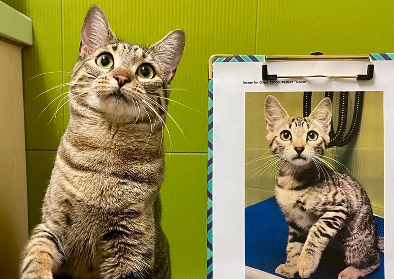 Carousel Slide 5: Welcoming our feline friends